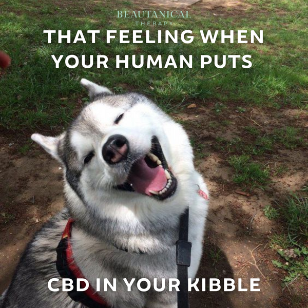 Happy Pet - Anxiety & Pain